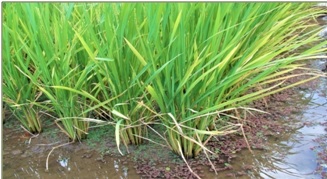 Azolla co-culture with rice